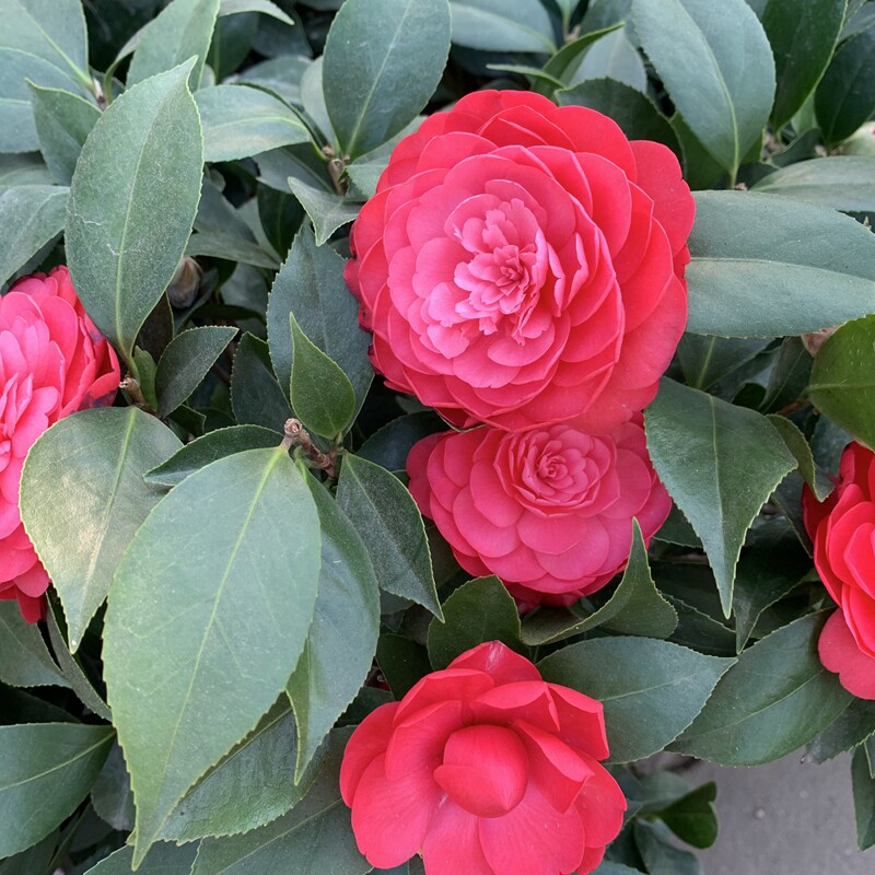 忘言园艺山茶花五彩赤丹半年花期年宵应节花卉花卉
