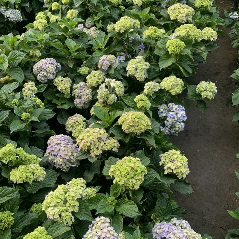 绣球5加仑你我一起老桩爆盆花苞开花植物阳台花卉