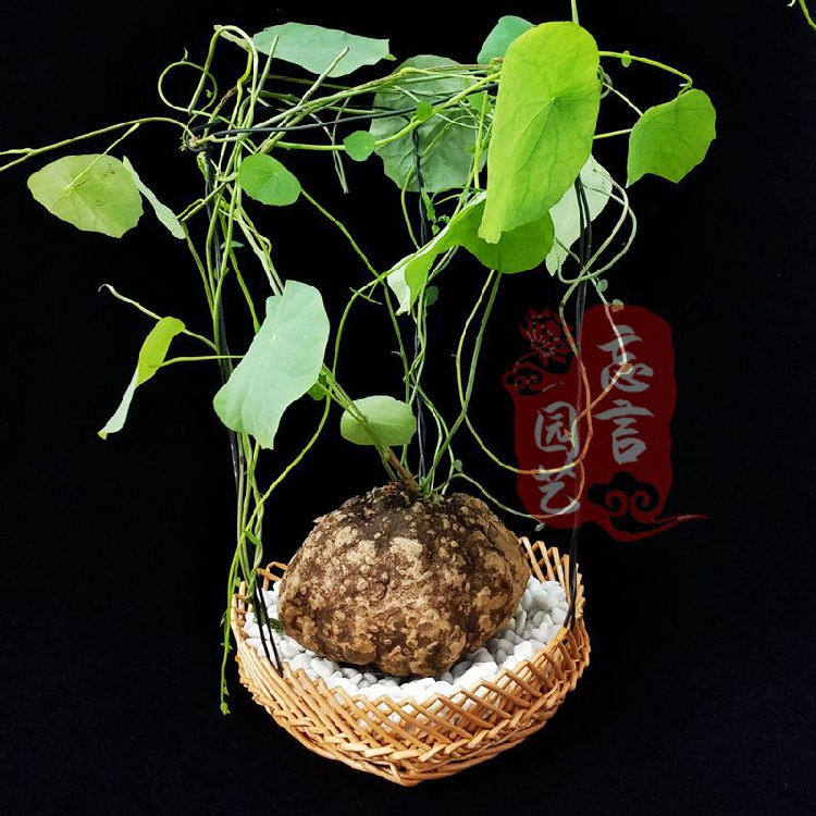 金不换块根山乌龟龟甲龙田七田七名贵药材镇宅好四季常绿绿植