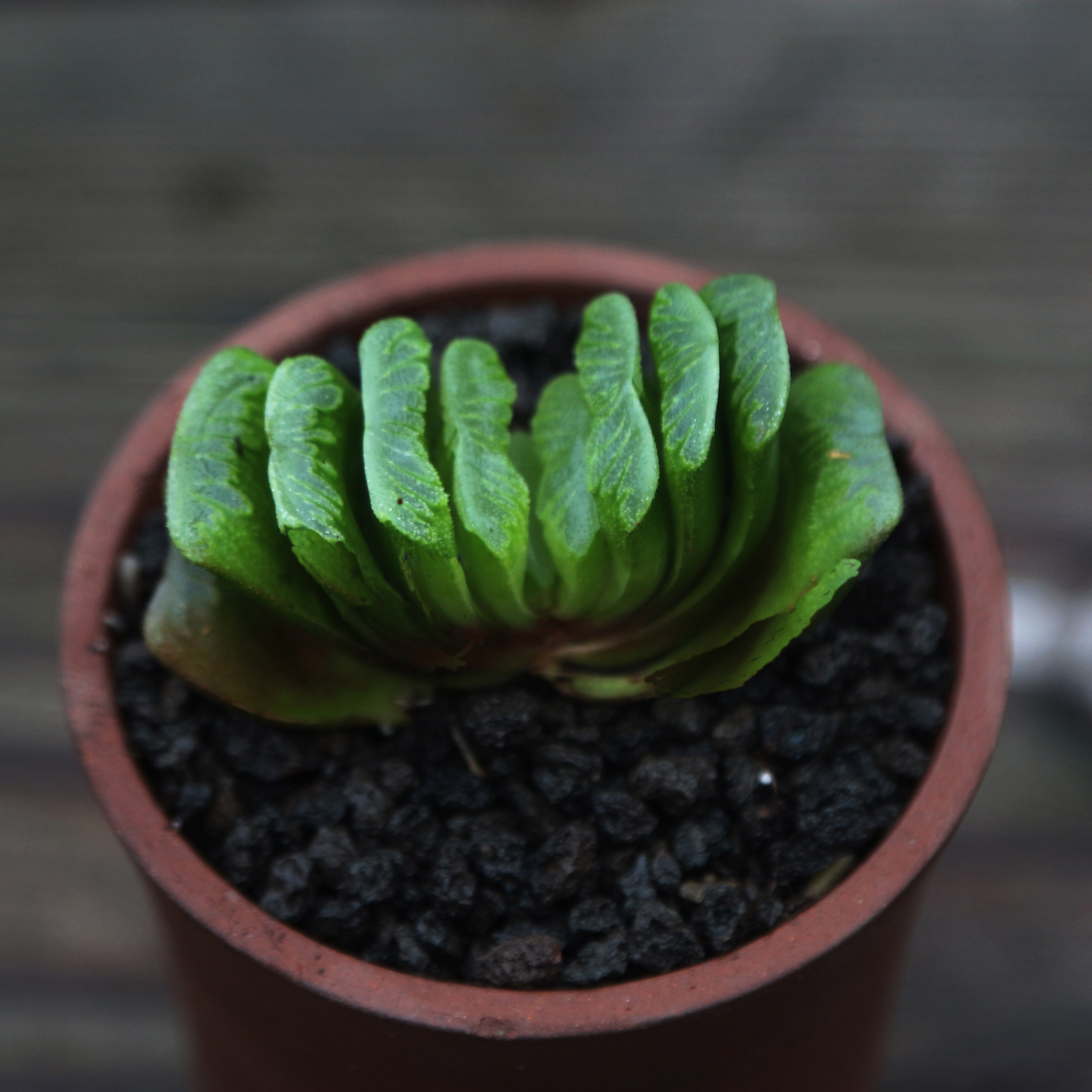 玉扇趣味盆栽多肉稀有十二二类喜阴室内阳台多肉植物
