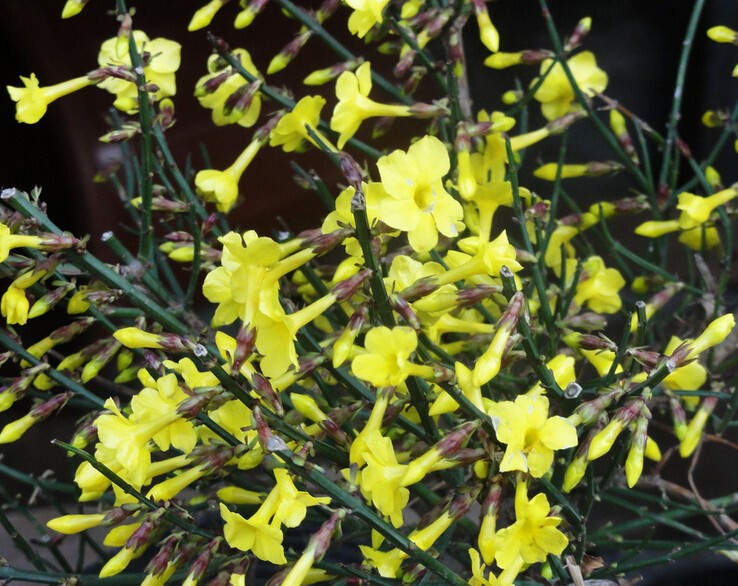 庭院绿化爬藤植物云南黄馨黄色小叶迎春花盆栽绿植