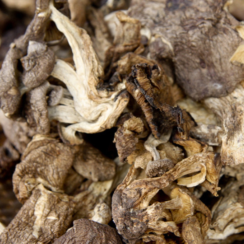 云南特产食用菌鸡足山纯野生北风冷菌一窝菌佛菌无污染安全满包邮