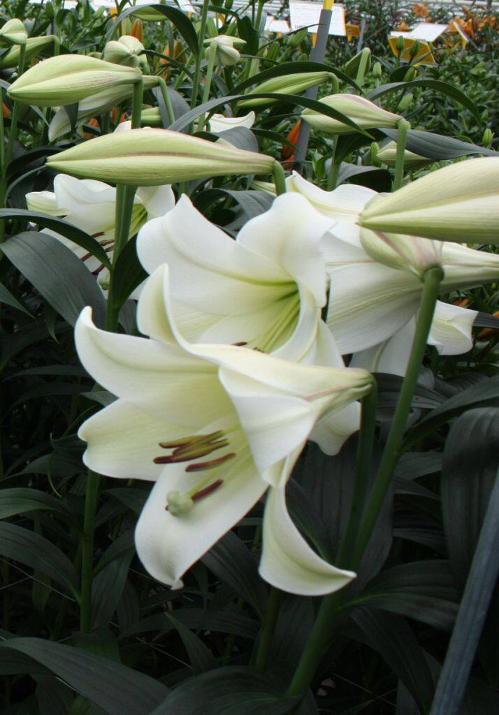 即将到货 特里昂菲特经典大花lo百合复花性好多年生进口种球