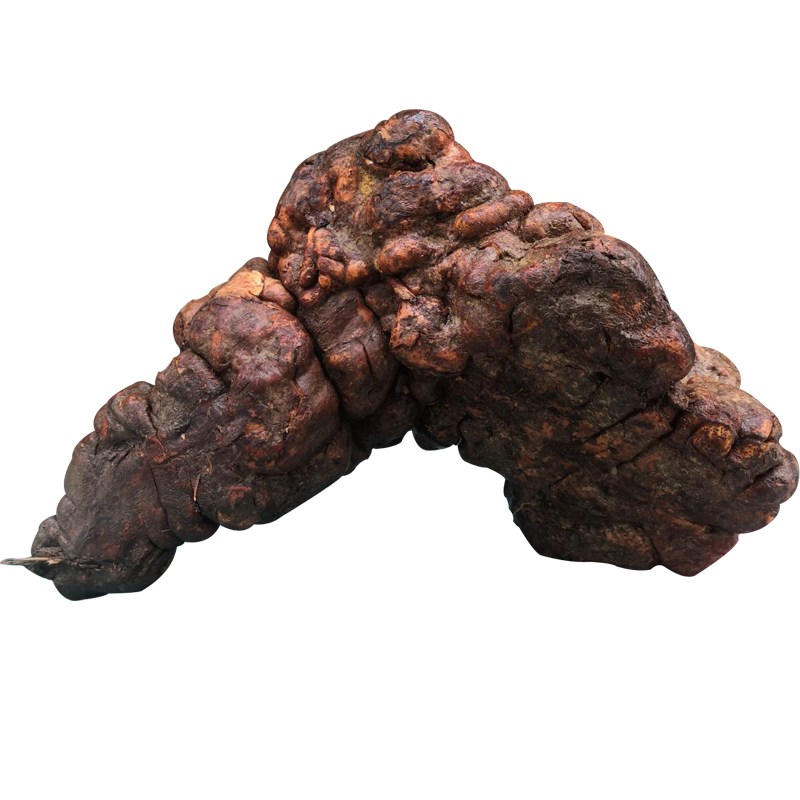 新鲜野生何首乌 生首乌 单个3斤 生发黑发泡酒泡茶百年大首乌茶