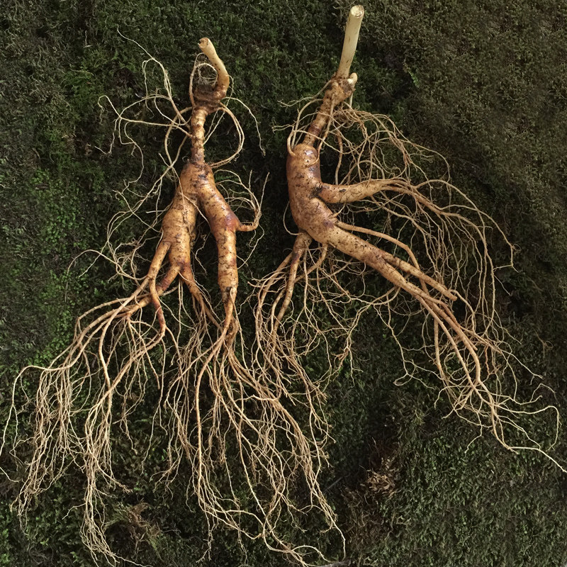 人参新鲜野山15年长白山林下参带土鲜整枝泡酒人参