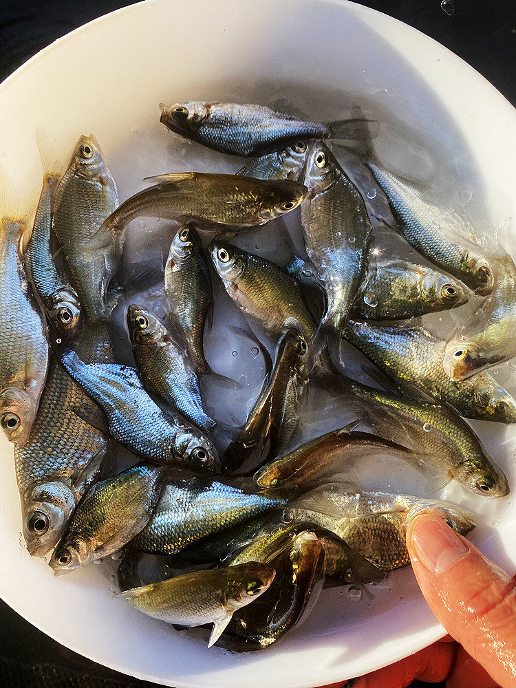 鱼苗三角淡水鳊鱼武昌鲂鱼团头鲂活体沙边养殖鱼