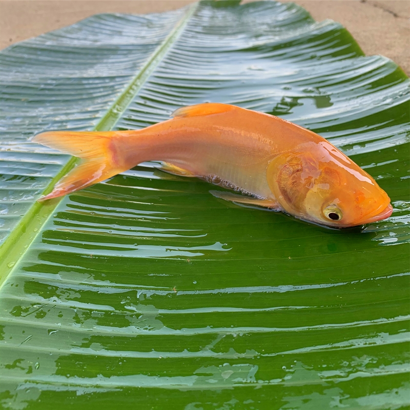 淡水金大头金鲢鱼鳙鱼胖头鱼苗观赏鱼养殖水活体放生鱼可食用包邮