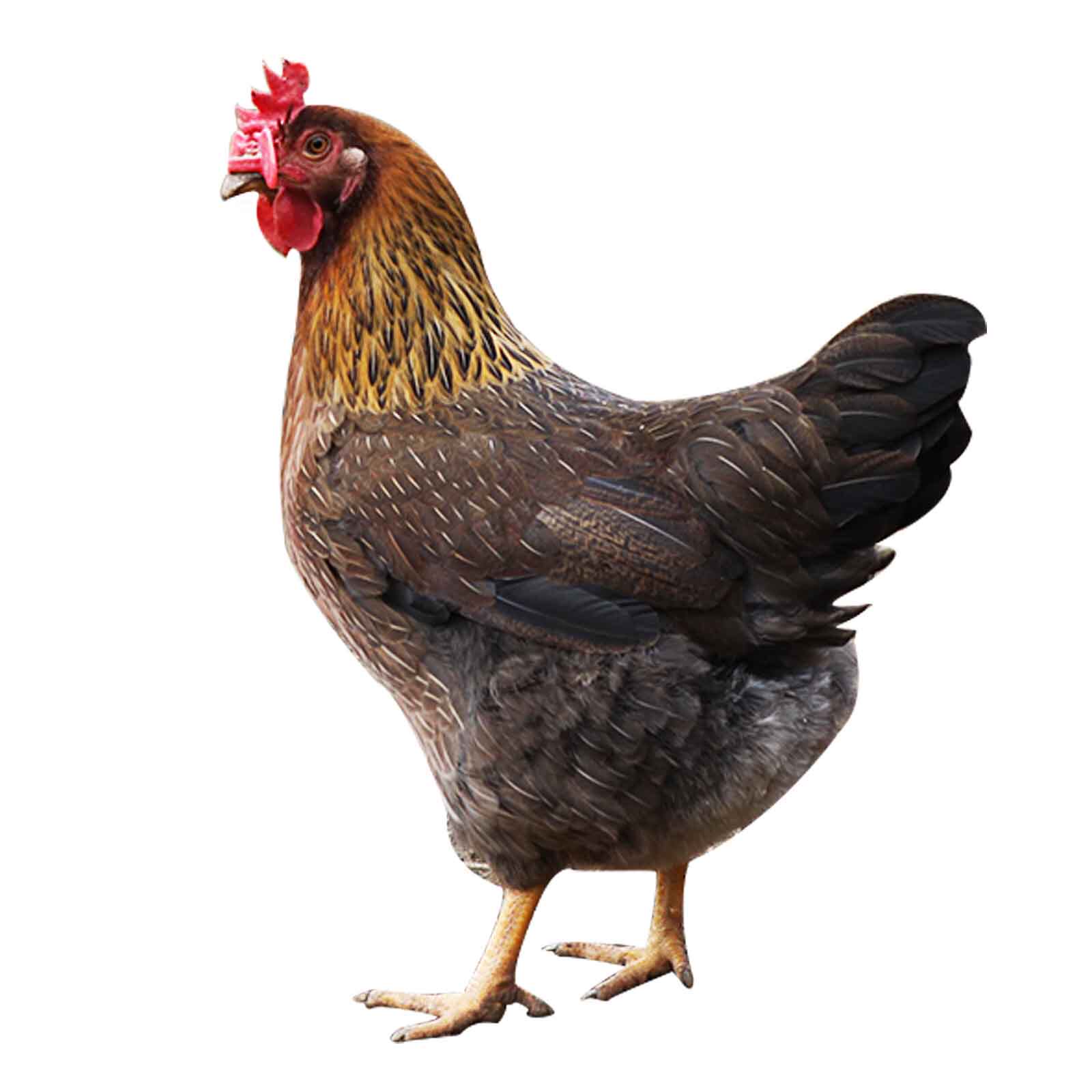 清远麻鸡走地鸡小母鸡三黄鸡农家散养清远鸡果场鸡顺丰包邮