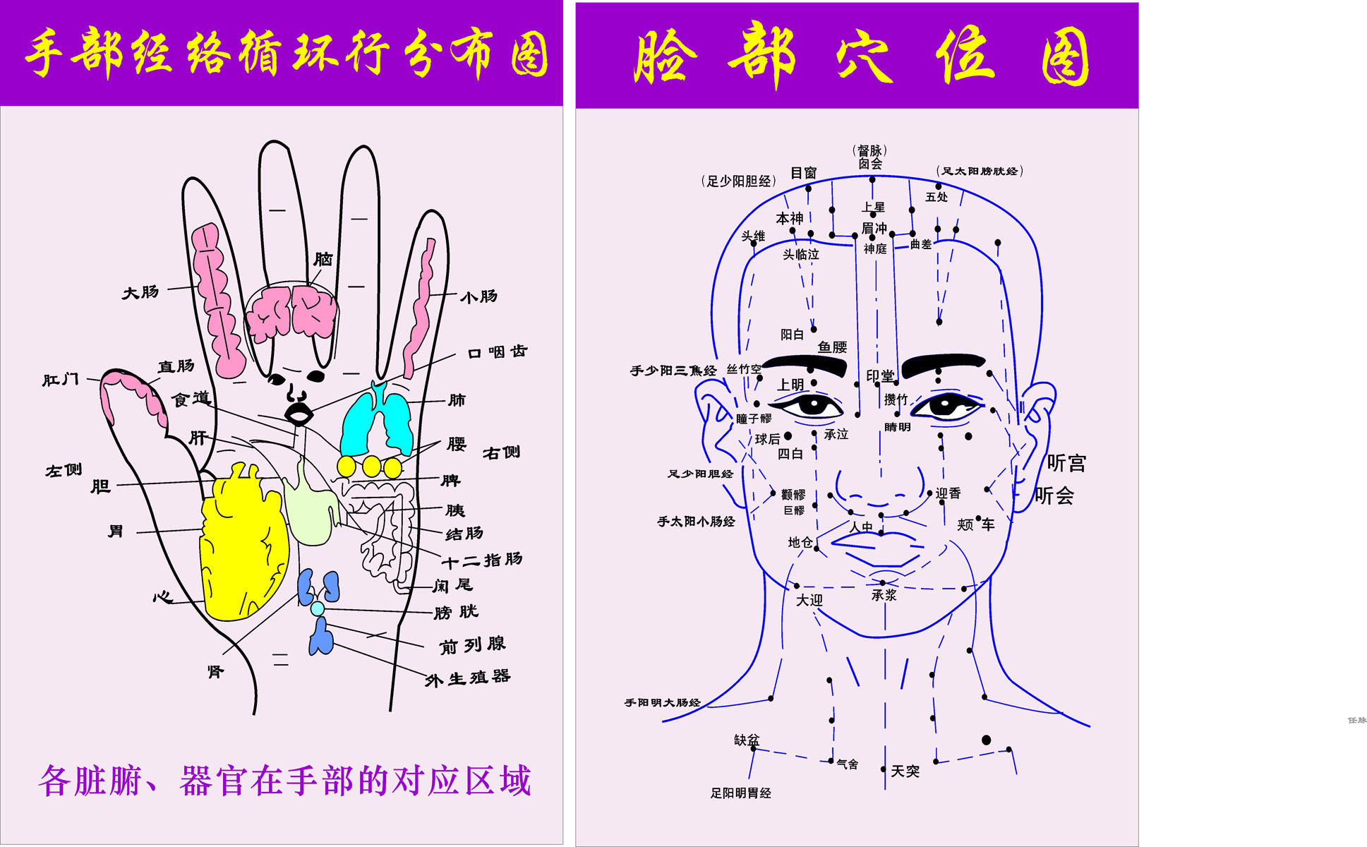 面部九条经络分别是图片