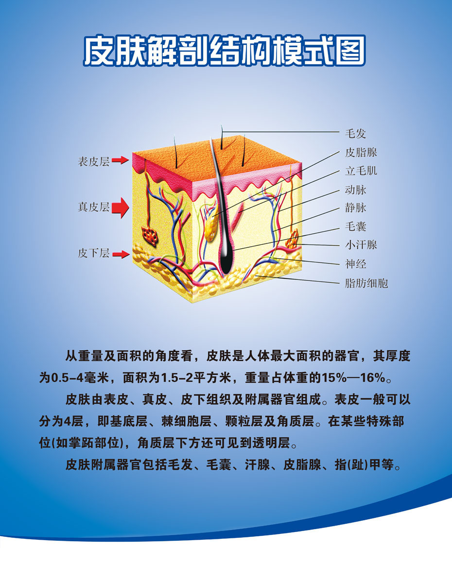 薄膜海报印制展板喷绘写真皮肤解剖结构模式塑料薄膜