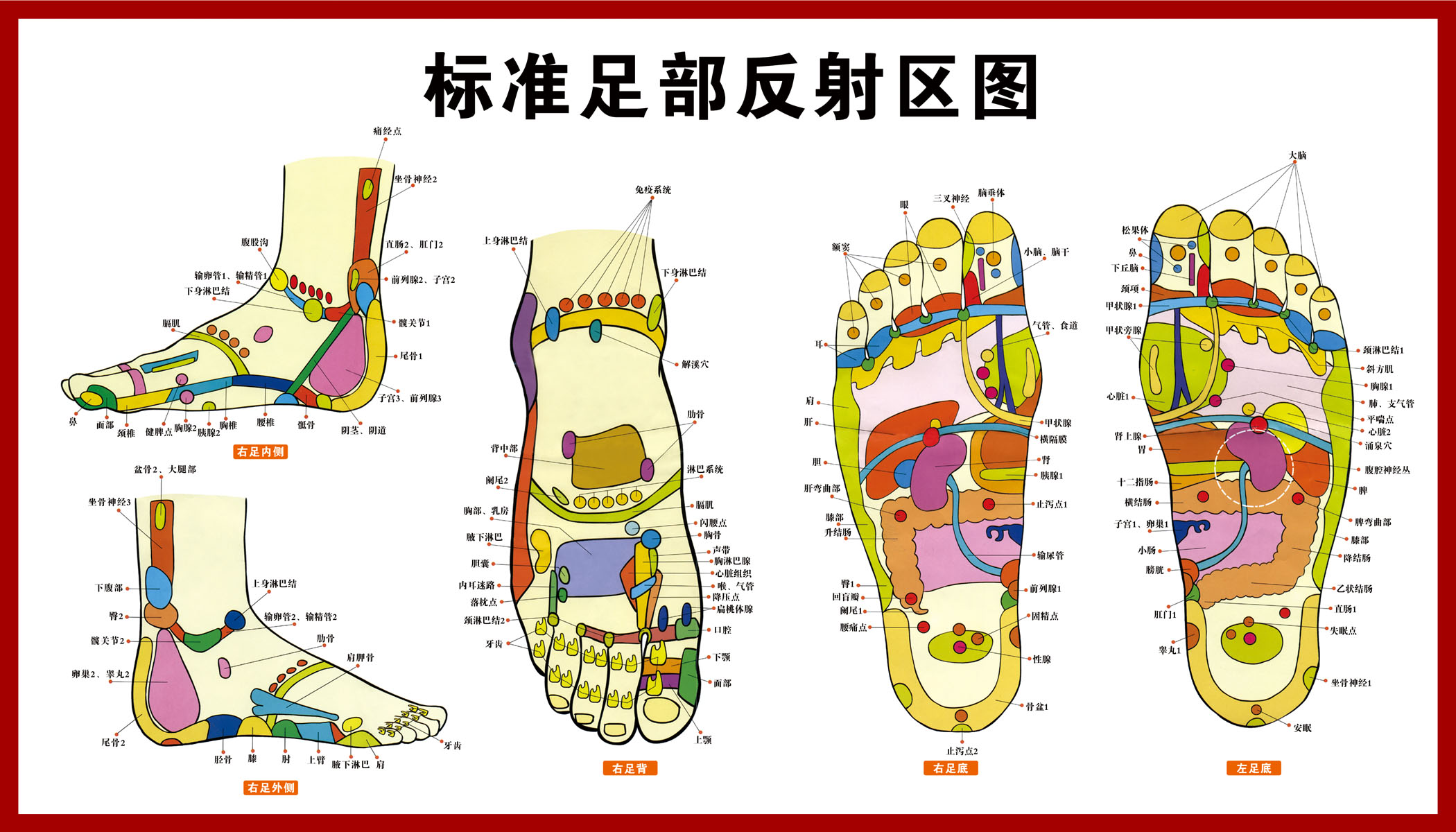 前列腺足部反射区图片图片