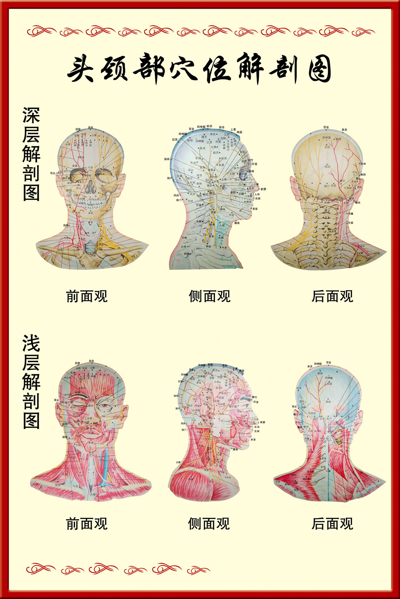 人体头部经络位置图图片