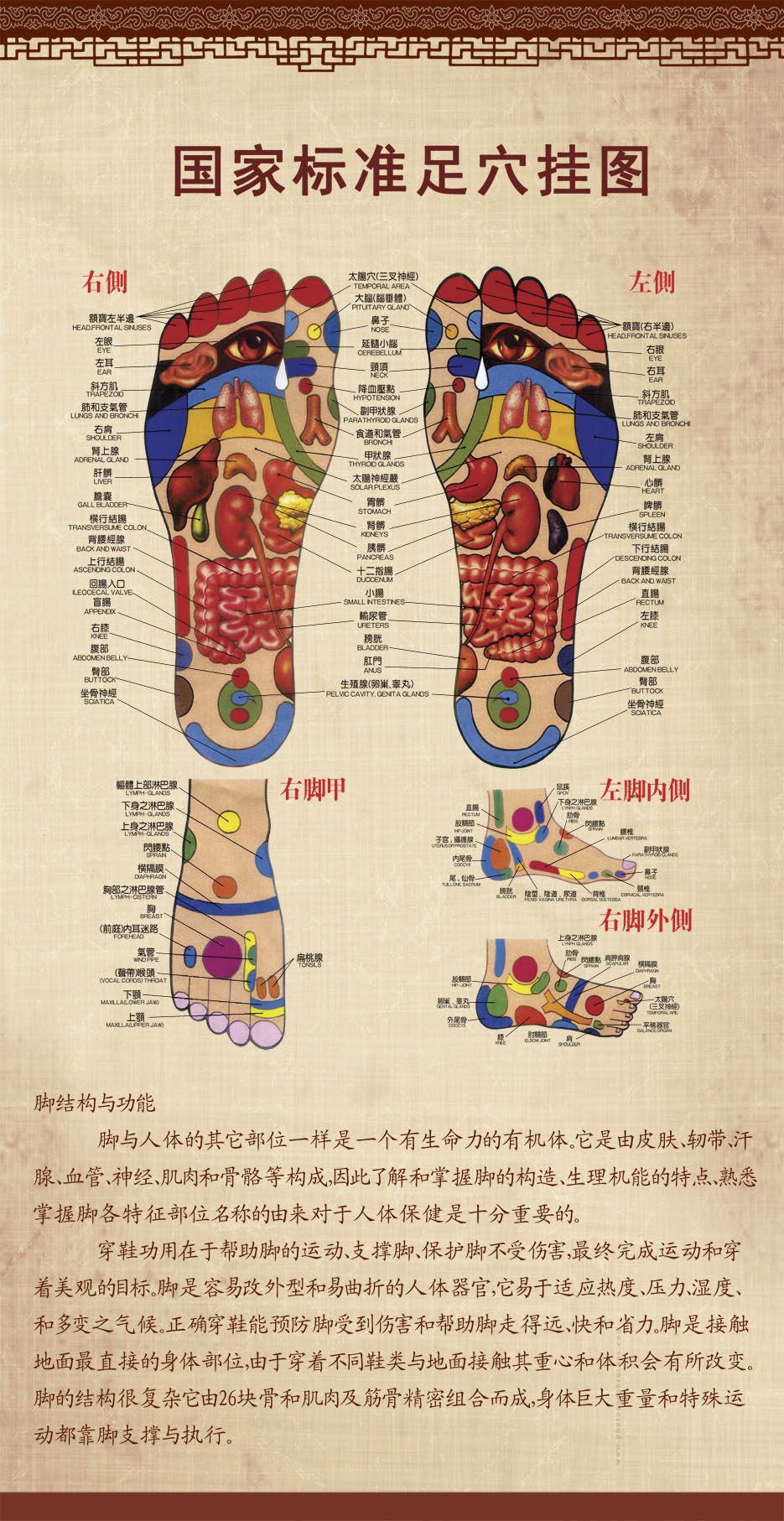 展板薄膜海报印制喷绘写真国家标准足部穴位位图塑料薄膜