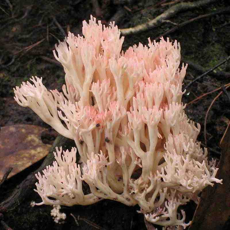 野生现货新鲜珊瑚1000g扫把火锅顺丰包邮特产其它干货