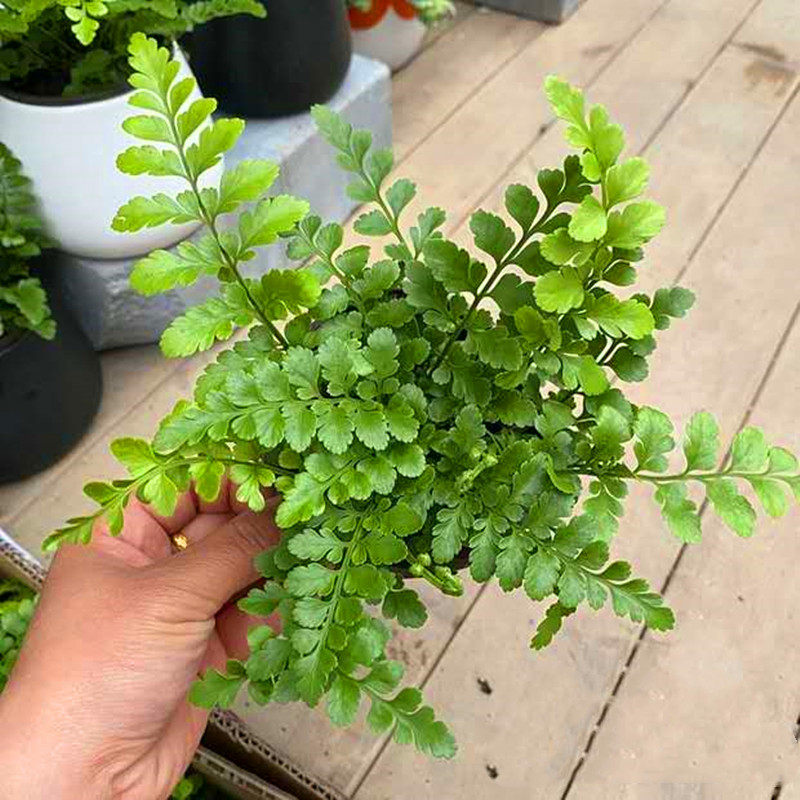 盆栽平安吉姆蕨小室内半阴绿植可水培蕨类植物绿植