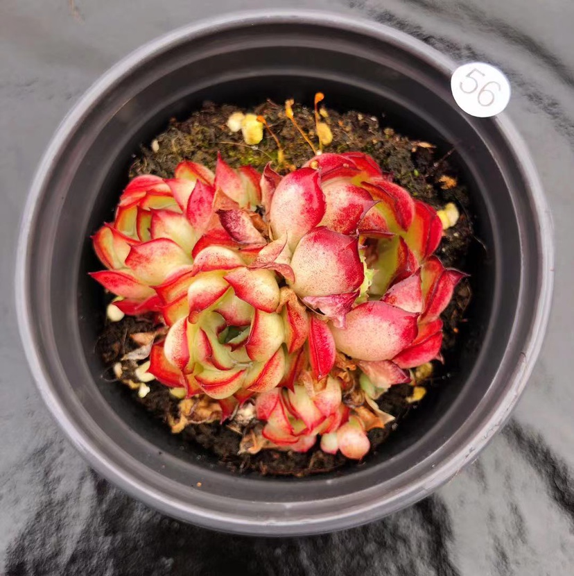 韩系进口精品梦幻玫瑰女王杂交边线正版多肉植物一物
