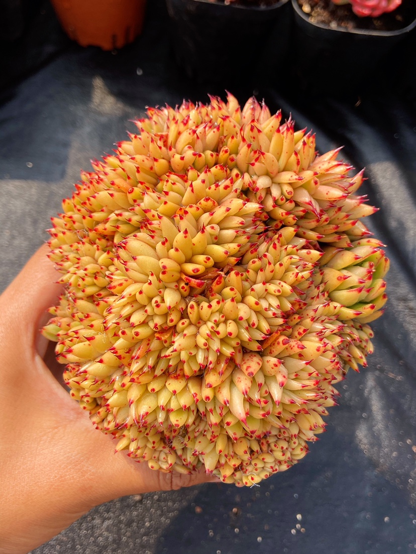 清纯乌木艾克魂缀虎鲸口红缀化母本精品多肉多肉植物