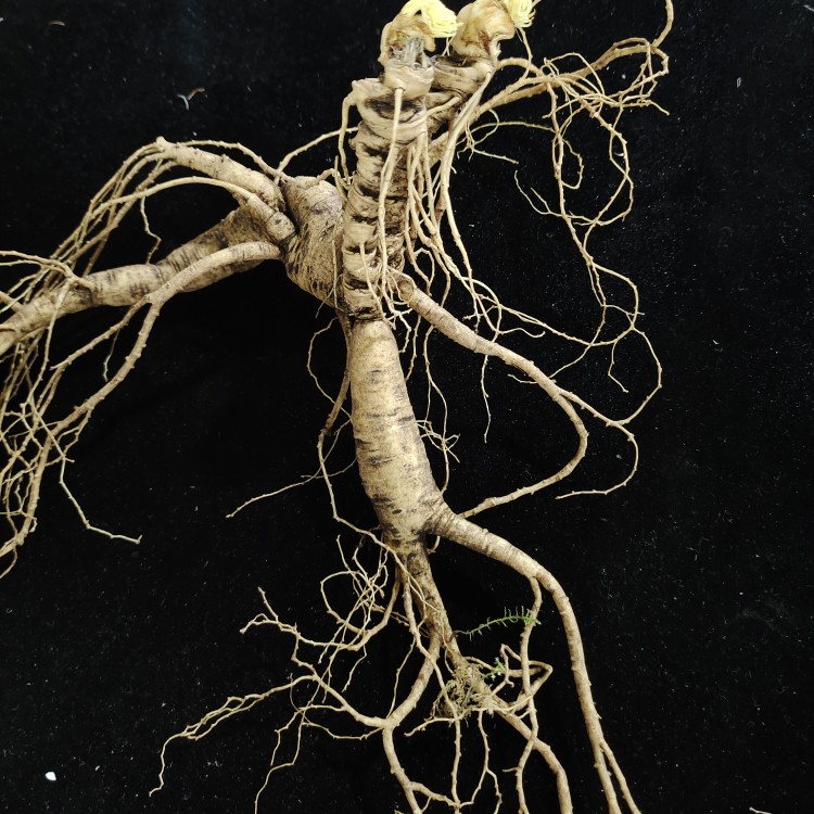 百年野山参老东北长白山人参精品纯正山参