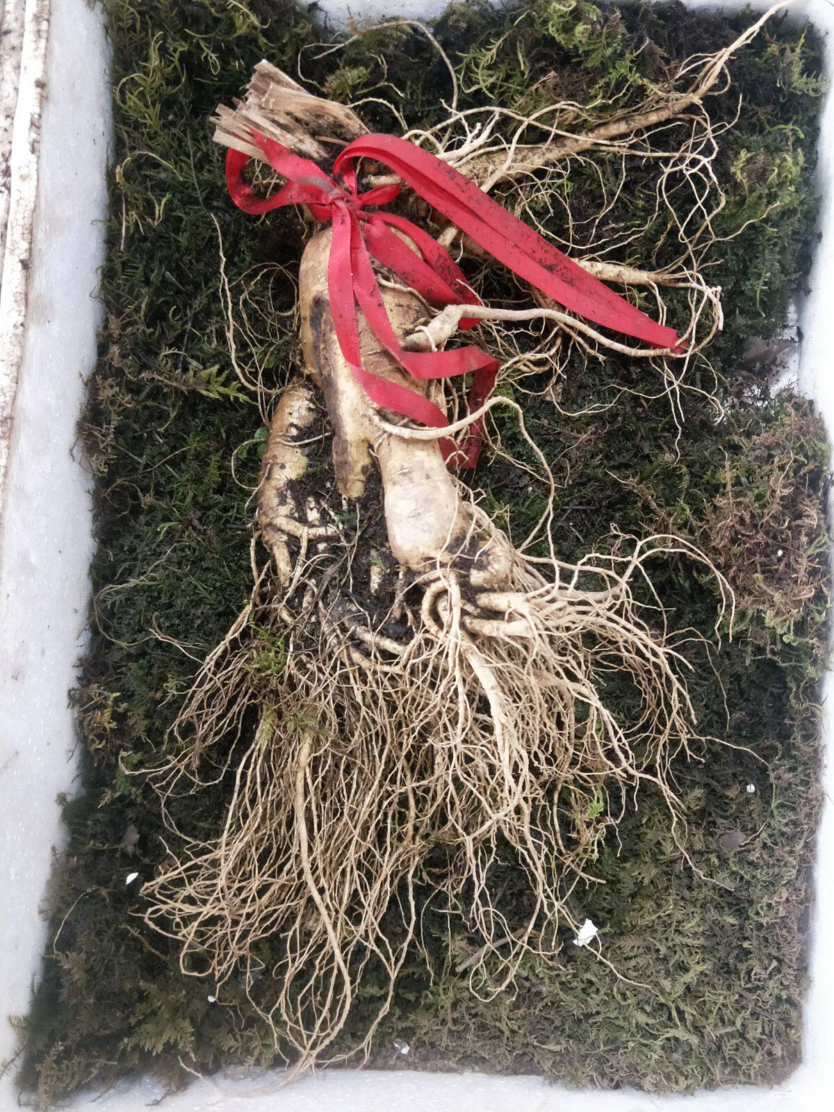 园新新款东北三宝中国大陆长白山特大500克参王人参