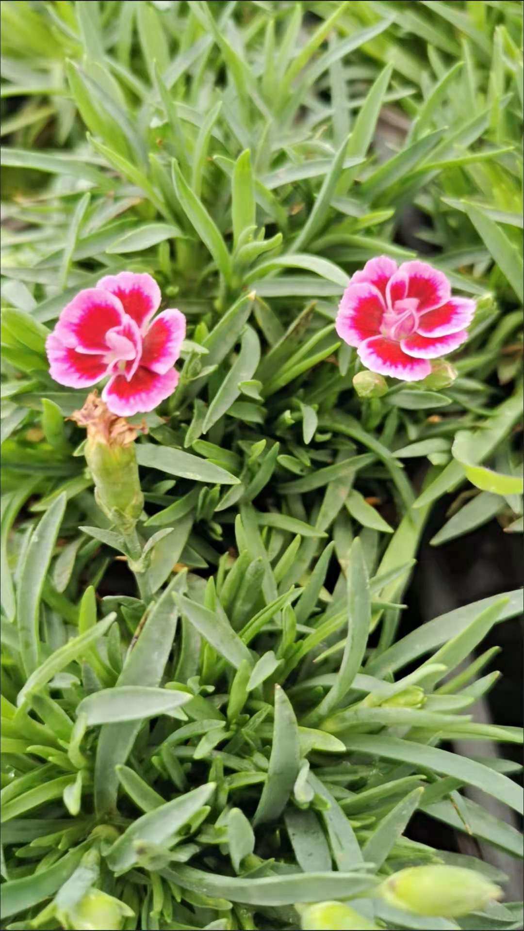 初吻石竹康乃馨花苗盆栽基地趣味阳台庭院花园时令草本花卉