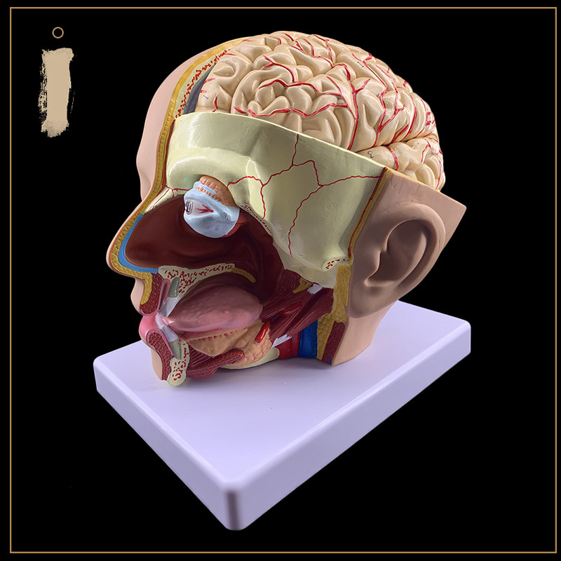 模型人体头部解剖附脑部件医院教学大脑动脉其他模型玩具