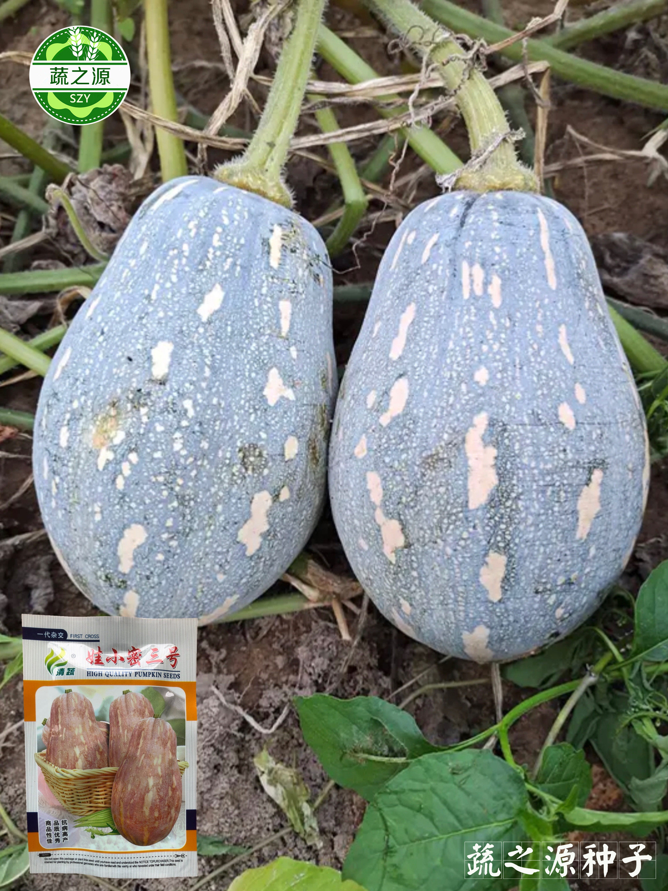 南瓜台湾qq种子娃小密三号高档品种高产抗病蔬菜种子