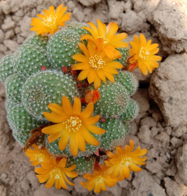 无刺仙人球盆栽 宝山 沟宝 开花球2 .5厘米左右 小颗 小型种