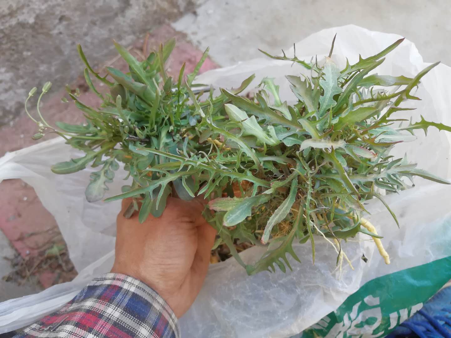 山东野生苦麻子小叶苦菜苦荬菜苦碟子菜根生吃蘸酱一斤装 两份 包邮