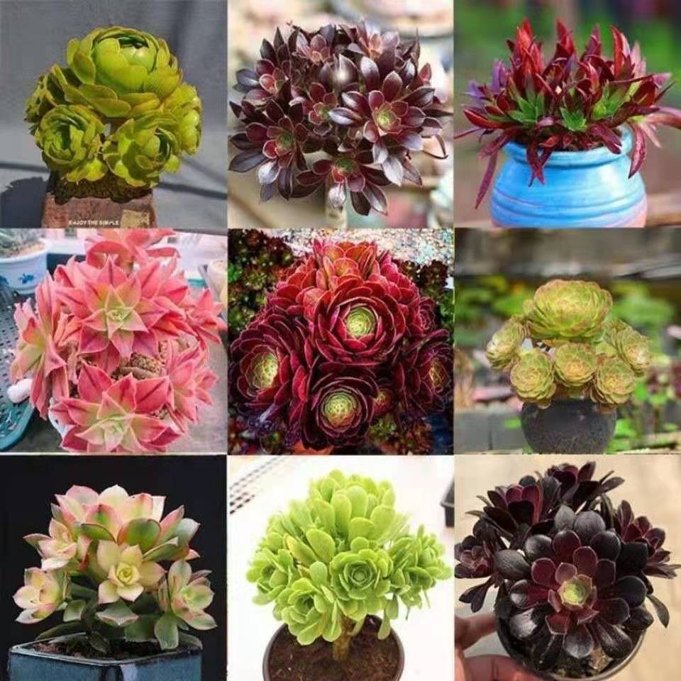 法师多肉老桩欧版羊绒铜壶水墨画红覆轮红颜美杜莎多肉植物