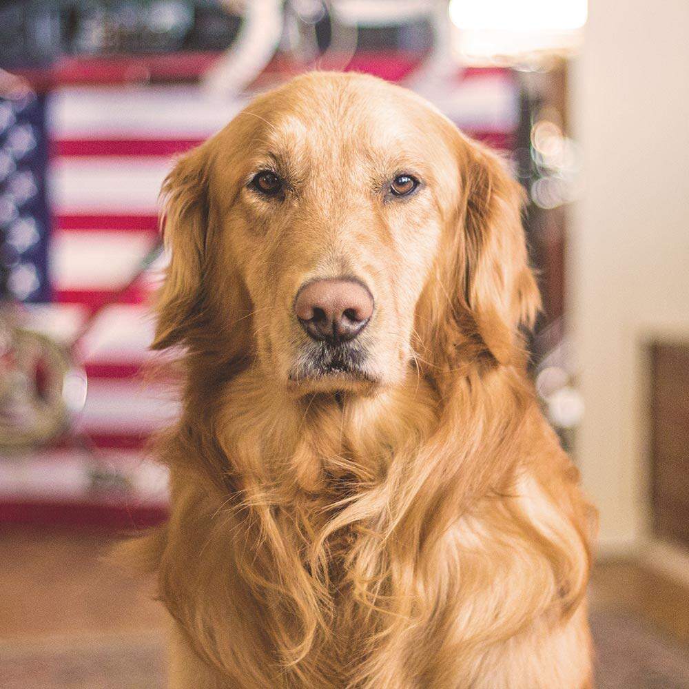 美国k9transferfactor转移因子宠物猫狗肿瘤淋巴猫狗通用营养膏