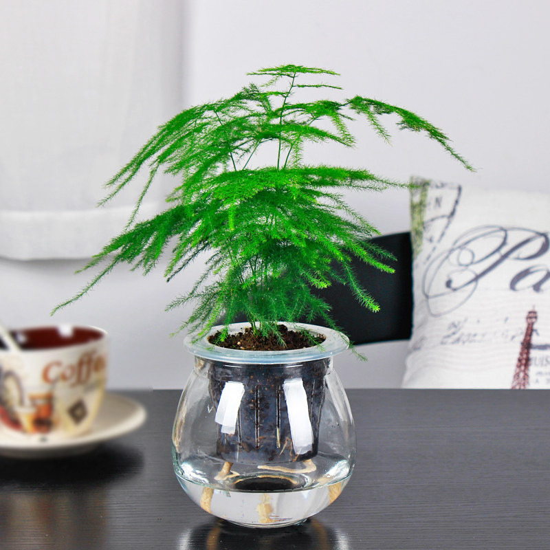 l文竹盆栽 水培植物 园艺水培文竹苗盆景 植物盆栽 室内 绿植花卉