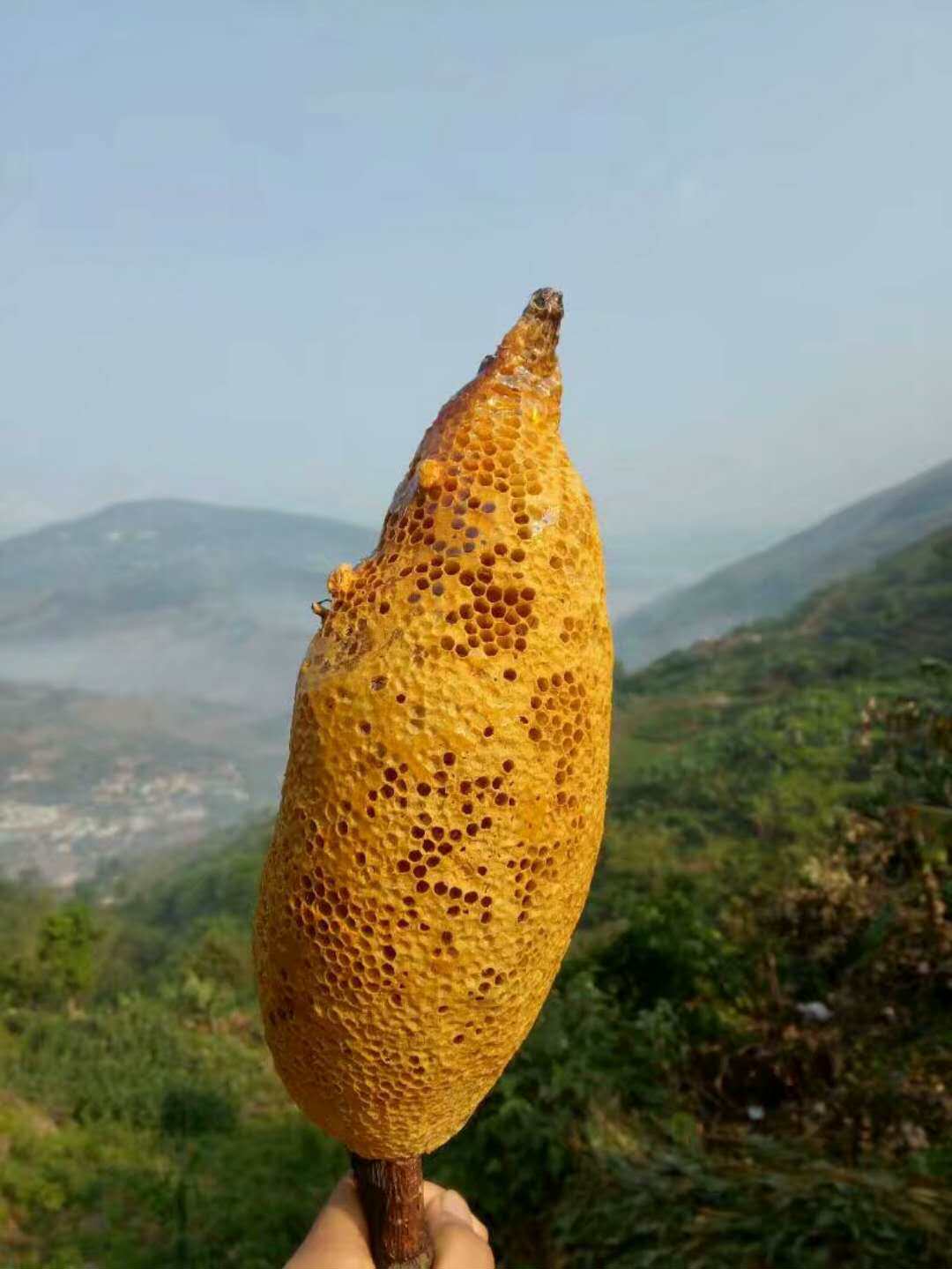 人气云南红河小草蜜野生小挂蜜 小吊蜜纯天然土蜂蜜包邮