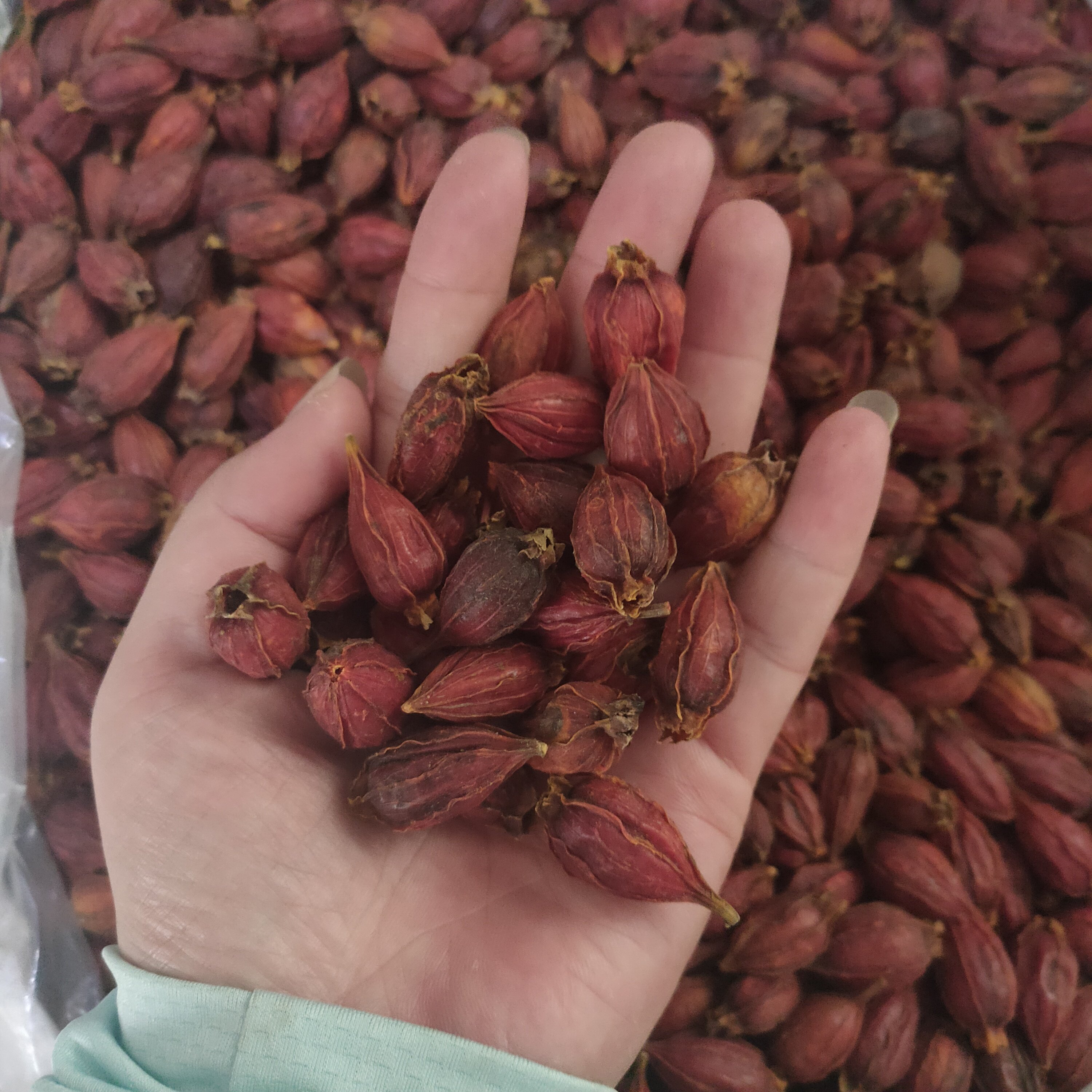 栀子江西山西山1000克黄栀子中药材1公斤2个500克栀子