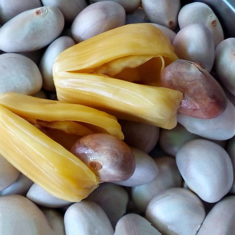 菠萝蜜新鲜果核现货2件包邮大树核仁水果其它