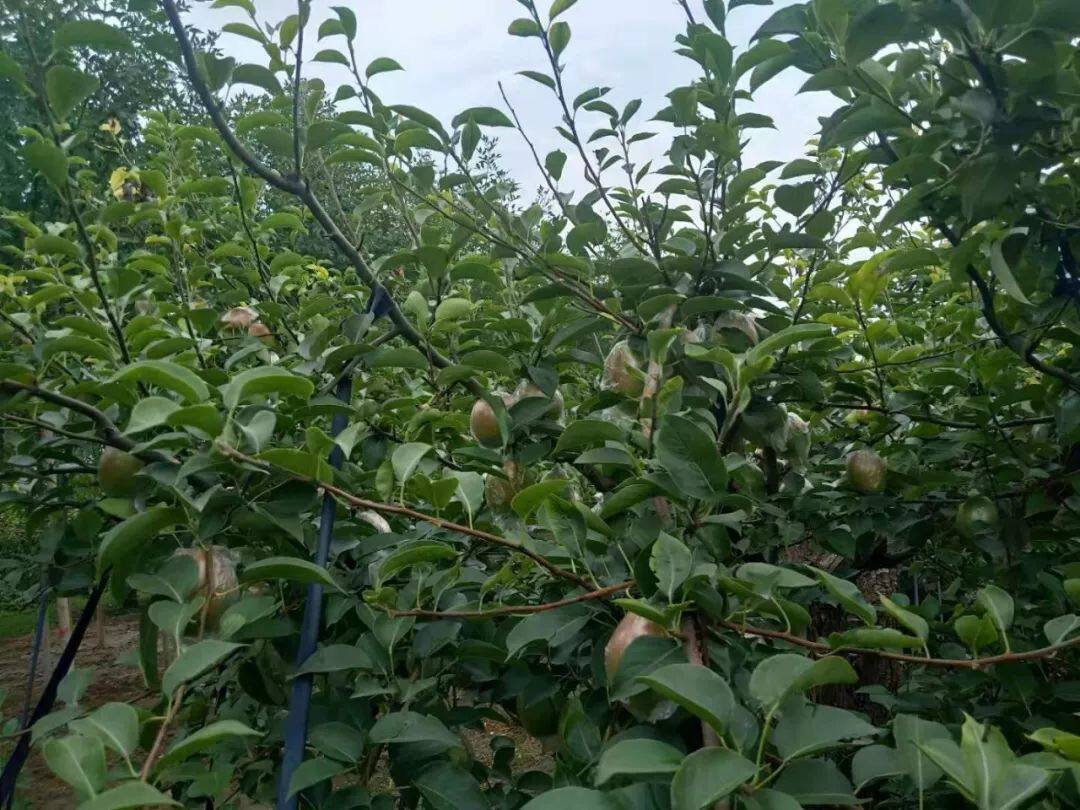 阳信特产鸭梨富硒梨七号媚梨香甜可口自家种基地直发皮薄汁多香甜