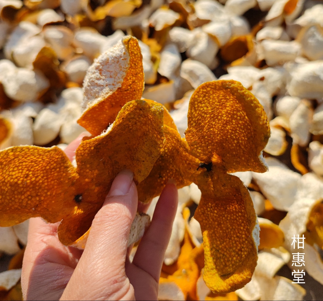 新会陈皮2021新皮正宗特产圈枝大红柑皮茶枝陈皮