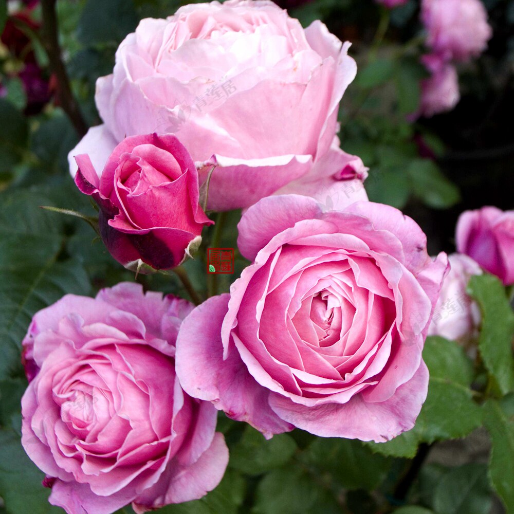 推荐f13以马内利修女纽曼姐妹soeuremmanuelle法国型花卉