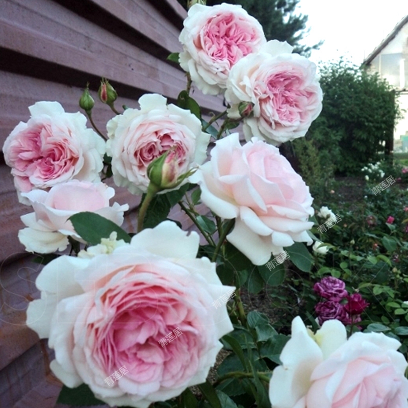 获奖k08卢森堡公主alexandra princesse de luxemburg大灌木月季