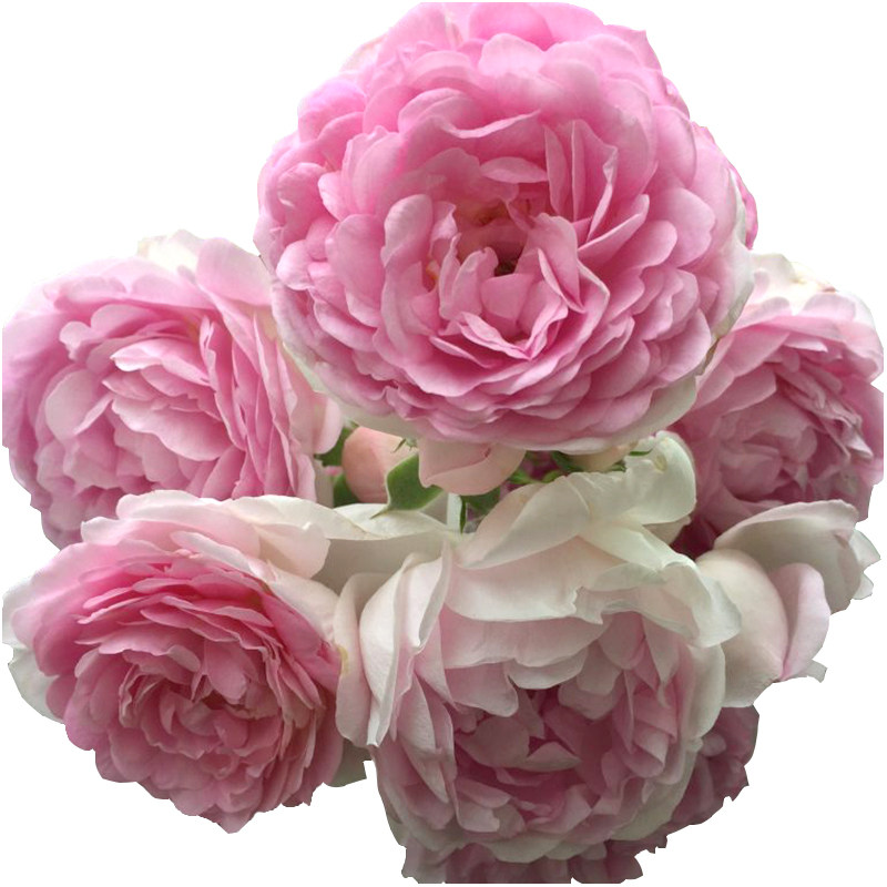 k04亚斯米娜青莲居园艺德国月季盆栽耐寒淡香花卉