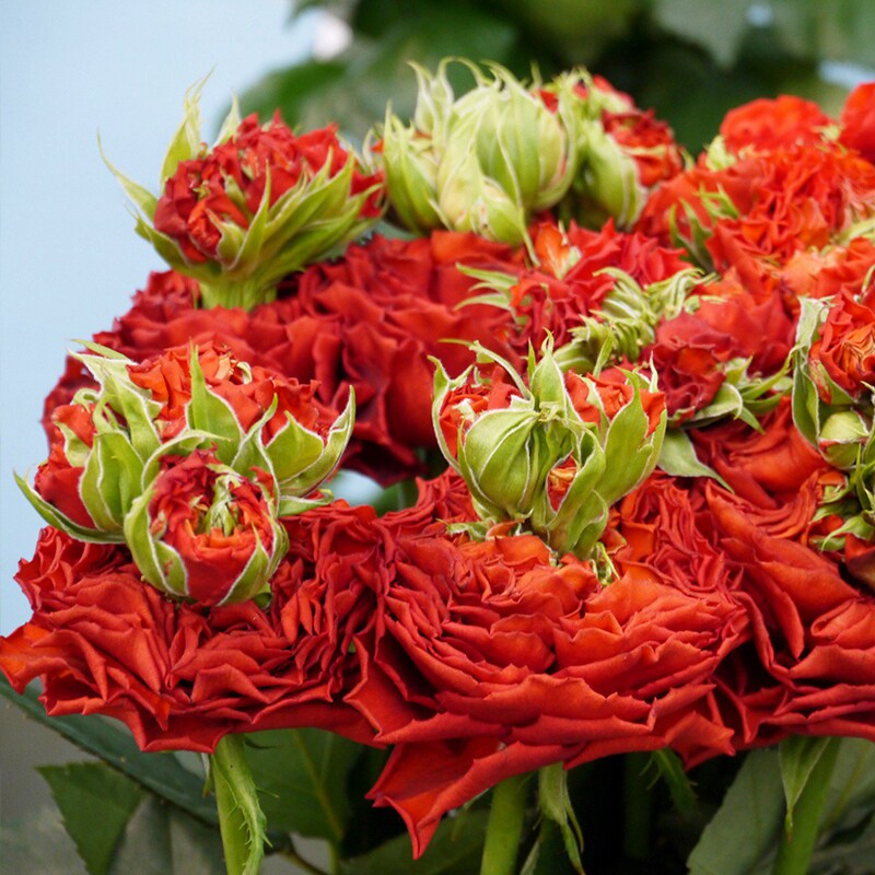 h05红色眼睛刺激exciting青莲居欧洲月季ht四季大花花店花卉种苗
