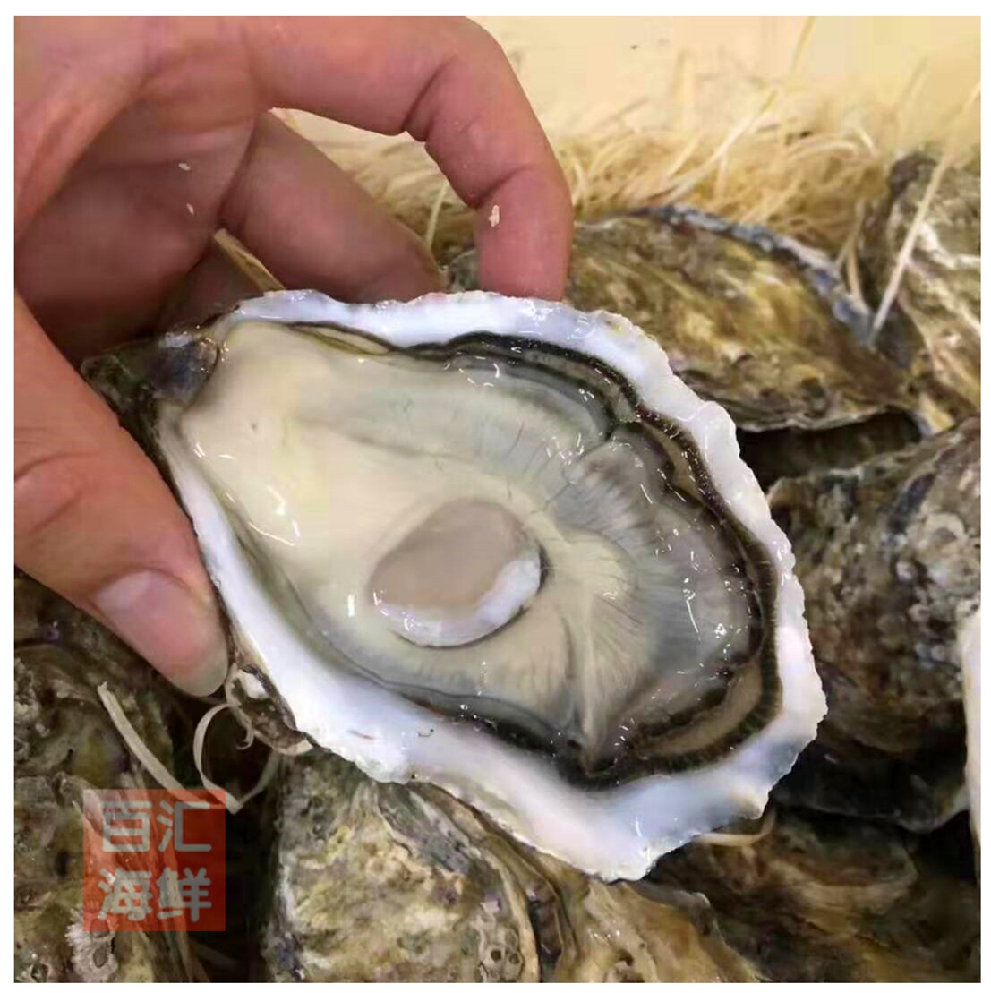 法国白露生蚝48只no原木木箱鲜活肥蚝开壳生蚝