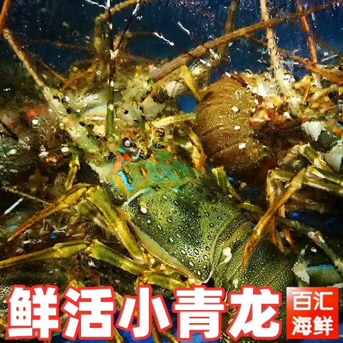 龙虾2只鲜活小青龙1斤约新鲜青龙清蒸烧烤铁板活虾