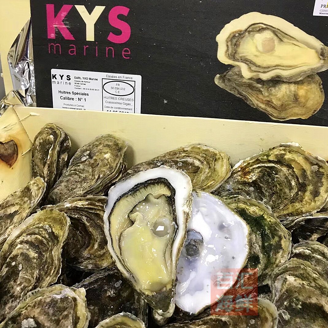 法国天宝12只装原木木箱刺身生蚝送蚝刀柠檬开壳生蚝