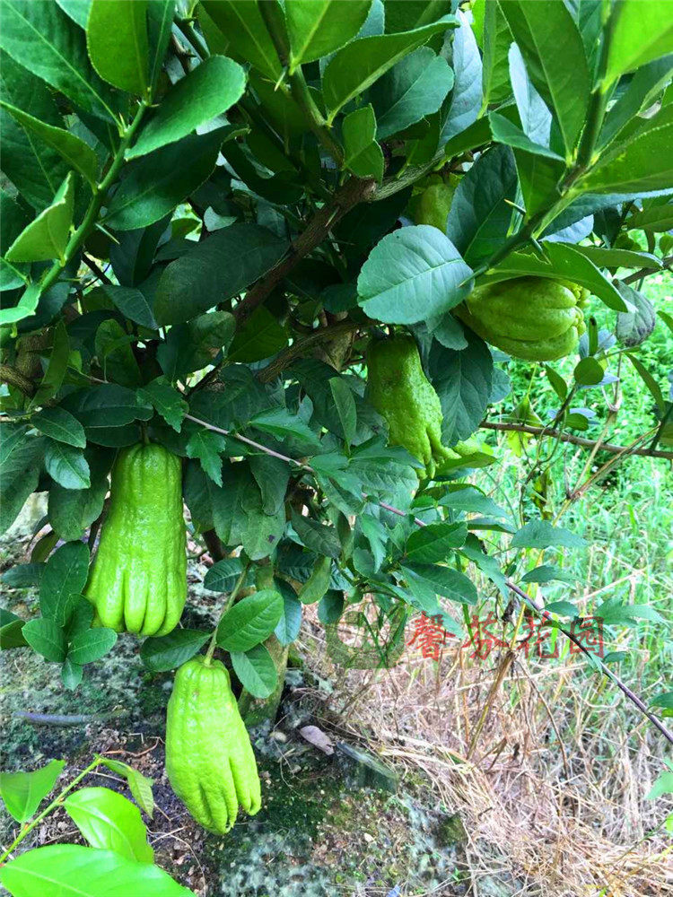 五指结果绿果常绿果四季当年香橼佛手果树盆栽果树