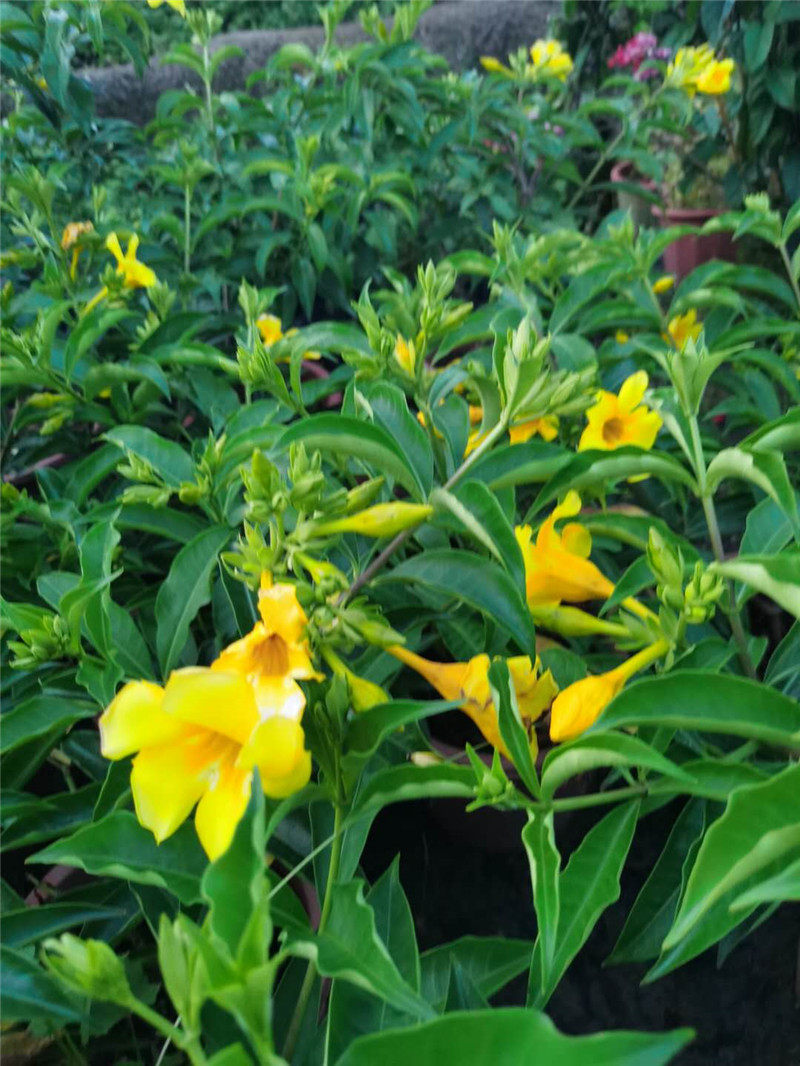 带花盆栽软枝黄金蝉花常绿灌木软枝黄婵花四季开花不断