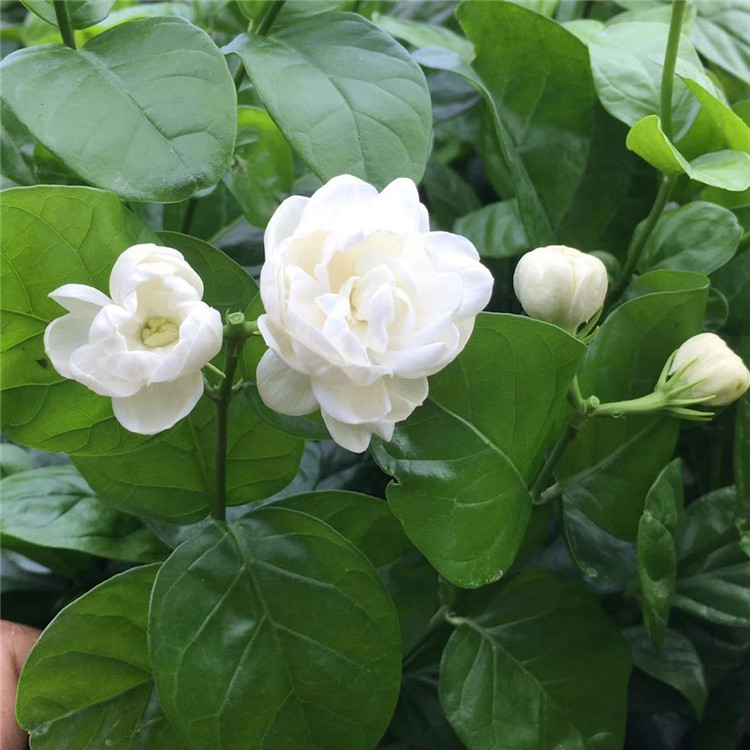 宝珠阳台芳香盆栽茉莉花室内绿植重瓣大花茉莉花卉