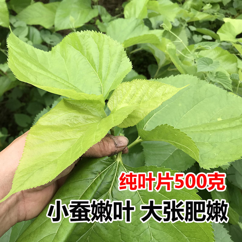 新鲜桑叶 蚕宝宝活体饲料蚕树叶嫩桑叶大蚕小蚕天然食物农家现摘