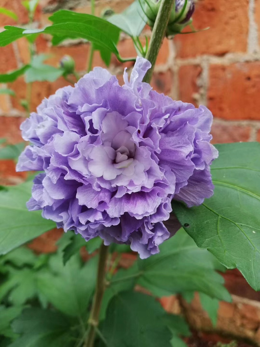 紫玉 蓝紫色进口木槿重瓣大花勤花阳台庭院花卉