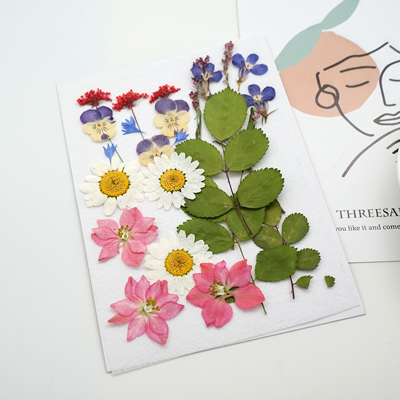 天然树叶植物标本幼儿园手工贴画diy干花贴脸干花