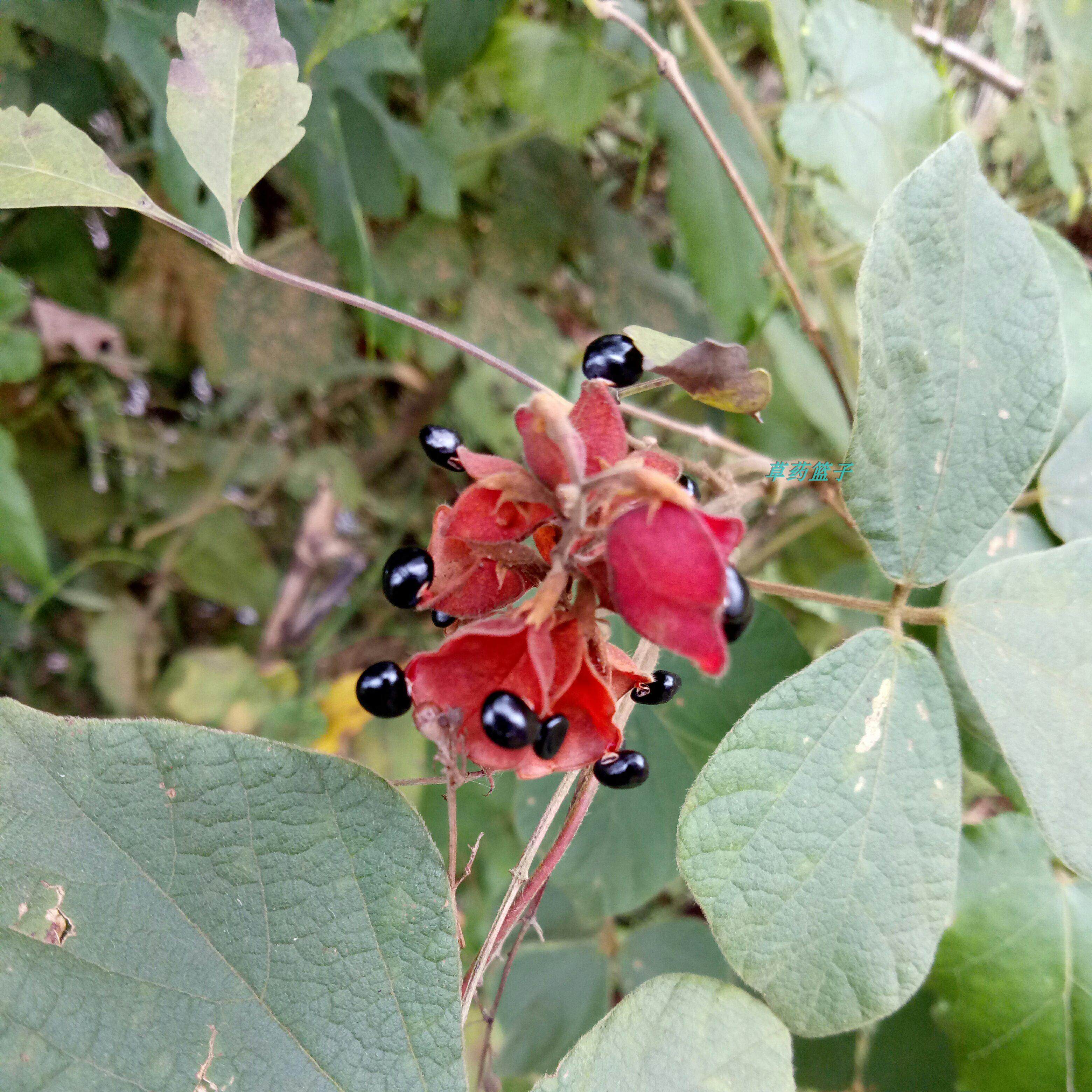 野生鹿藿 山黑豆 老鼠眼 鹿藿根茎叶 种子晒干250g包邮